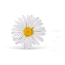 Chamomile Roman Essential Oil - Allure Aromatics