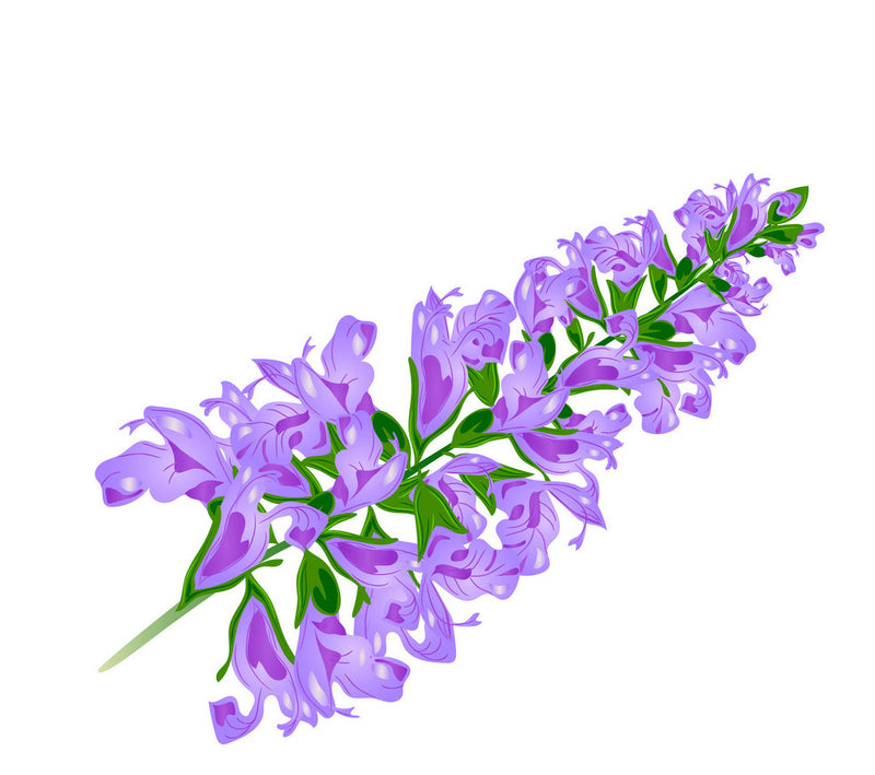 Clary Sage Essential Oil (Salvia sclarea L) - Allure Aromatics