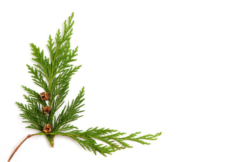 Cedar Leaf Essential Oil - Allure Aromatics