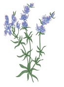 HYSSOP ORGANIC ESSENTIAL OIL