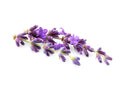 Lavandin Grosso (Lavandula hybrida) Essential Oil - Allure Aromatics